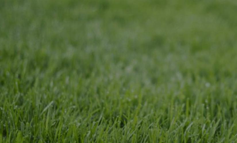 healthy lawn grass image
